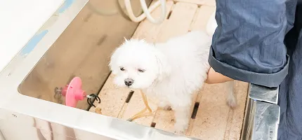 ペットサービスメインビジュアル